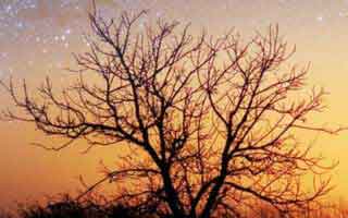 MicroStrategy: The Bitcoin Bet – Stock Price, Earnings, & What They're NOT Telling You